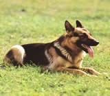 Adestramento de cães em Cariacica
