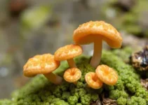 esporotricose