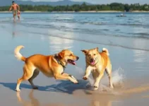 cães brincam em bancos de areia do Rio Doce