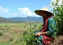 Colatina adaptação climática