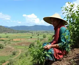 Colatina adaptação climática